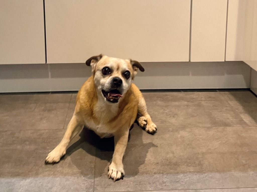 Hund Funny Bürohund bei Möbel Rudolf Schlüchtern, Main-Kinzig-Kreis, Hessen